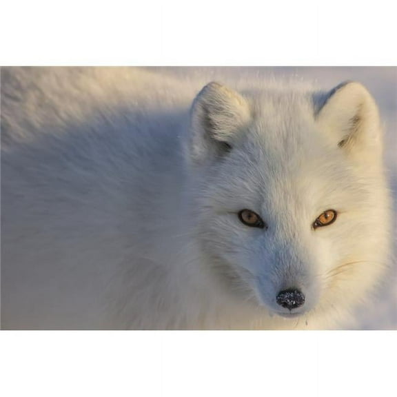 Arctic Fox Vulpes Lagopus Staring at Photographer - Churchill Manitoba Canada Poster Print - 19 x 12 in.