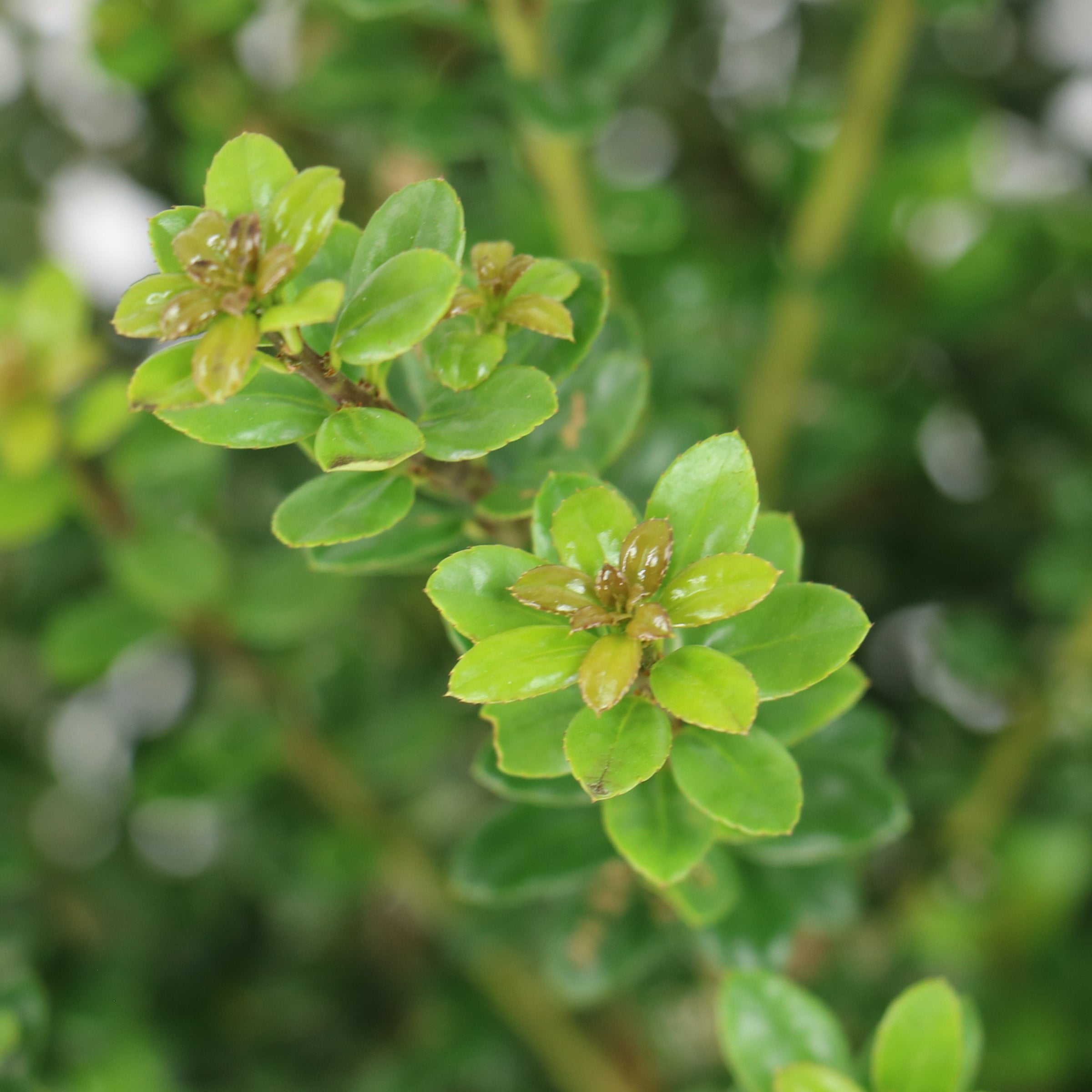 National Plant Network 3 gal. Ilex Steeds (Pyramid)