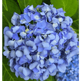 thumbnail image 5 of Nikko Blue Hydrangea Plant – Large Blooming Shrub with Blue and Lavender Flowers, 5 of 6