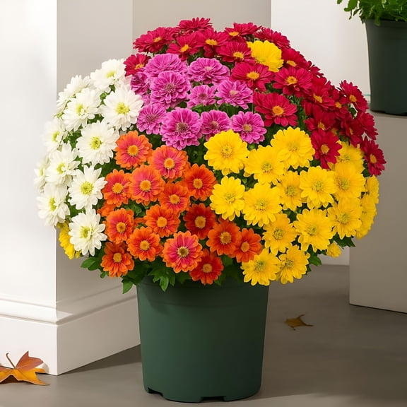 ZULAR 2026 New Artificial Mums,Artificial Outdoor Sunset Mums Flowers - Uv Resistant,Waterproof,Windproof,Fall Faux Flower Decor,No Fade