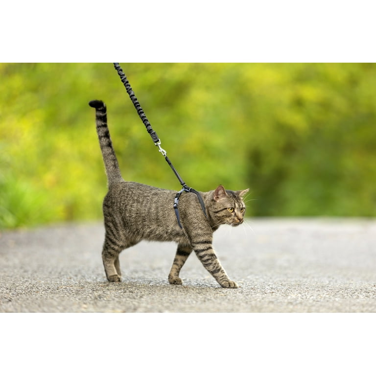 Petsafe come with me kitty clearance harness