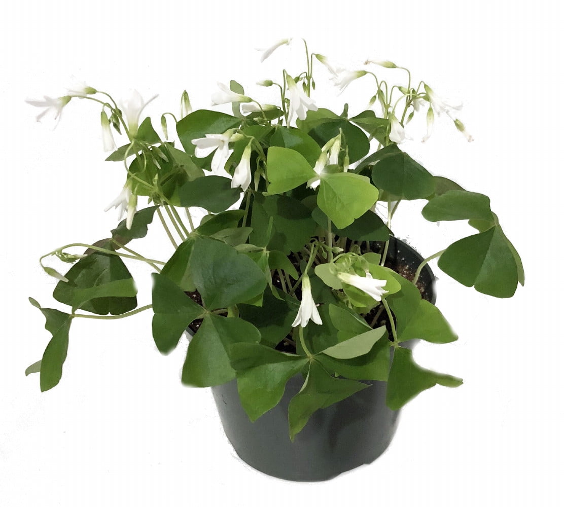 Green Shamrock Plant White Flowers Oxalis 6" Pot St. Patrick's