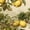 Color 2, variant on Peel and Stick Wallpaper Fresh Modern Lemon Print Crisp Shadows Leaves Wall Mural 17.7in x 9.8ft Self Adhesive Removable Wall Paper Wallpaper for Bedroom Nursery Kitchen