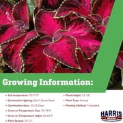 Harris Seeds Coleus Chocolate Covered Cherry, Ornamental Foliage Plant, 25 Count