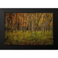 thumbnail image 2 of Taylor, Glenn 18x13 Black Modern Framed Museum Art Print Titled - Birch Woods 2, 2 of 5