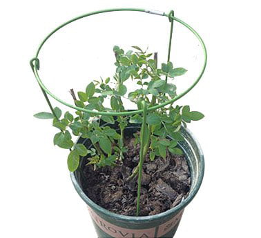 Garden Trellis Plant Support 3 Sets Mr.Garden® Mini Trellis 7 Inch Dia 