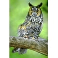 thumbnail image 2 of Welling, Dave 13x18 Black Ornate Wood Framed with Double Matting Museum Art Print Titled - Colorado Long-eared owl perched on limb, 2 of 4