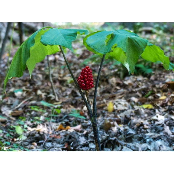 30 Wild American Ginseng Seeds for Planting - Panax quinquefolius