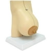 Walter Products Mammary Gland in Lactation