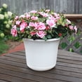 thumbnail image 2 of Bloem Expressions Planter w/ Saucer 12 in. Casper White, 2 of 7