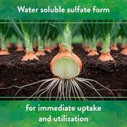 Down To Earth All Natural Fertilizers Organic Solution Grade Potassium Sulfate - Professional Grade SOP Powder 200 mesh for Liquid or Spray Applications 0-0-50, 1 lb