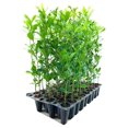Southern Live Oak Tree Quercus Virginiana 20 Live Plants Durable