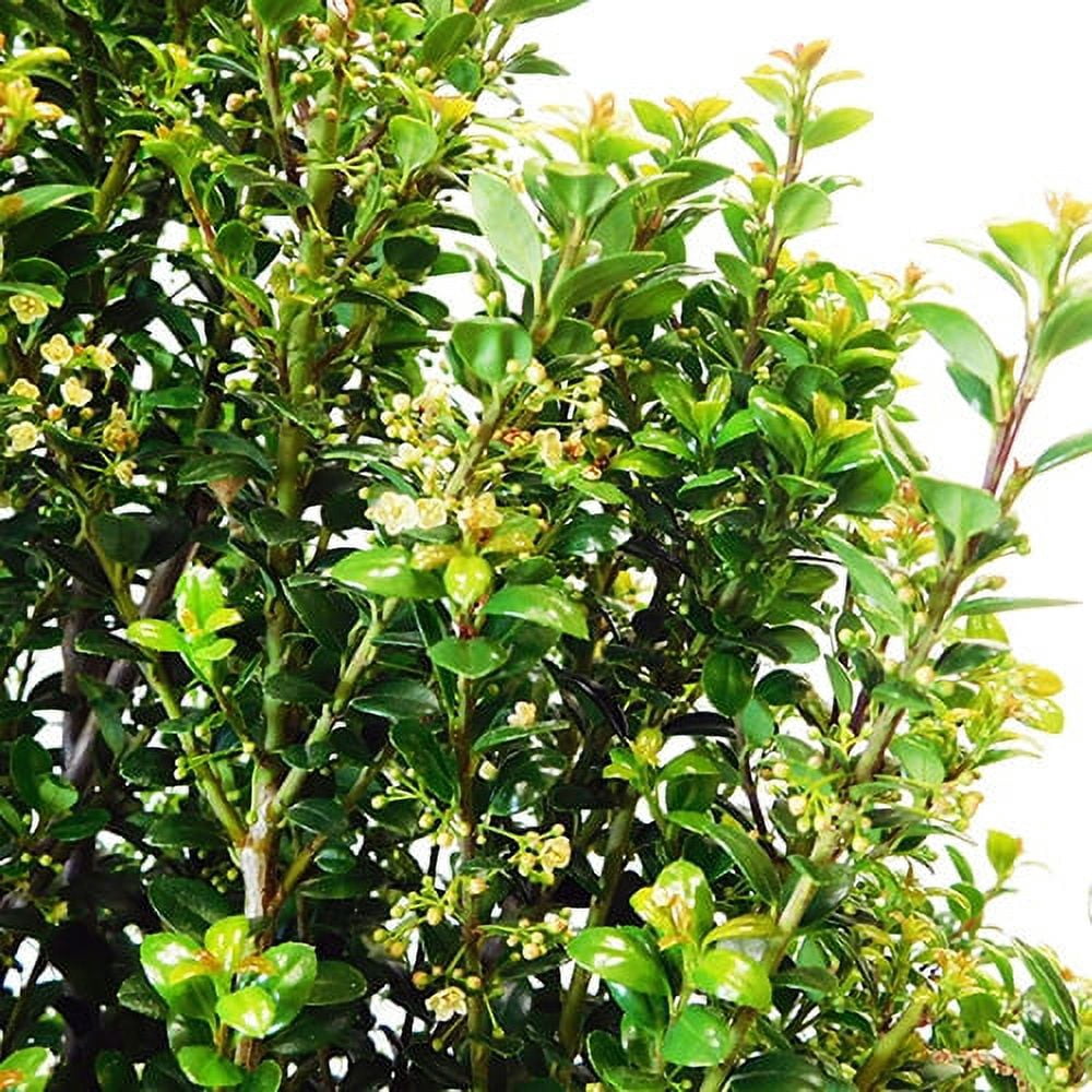 Expert Gardener 3 Gallon Holly Steeds Upright Japanese (Ilex) Live Shrub