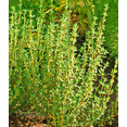 thumbnail image 5 of Thyme Herb Plant Live for Planting, Common Thyme for Garden Out Door 7 Inch Height in 3.5 Inch Pot, 5 of 7
