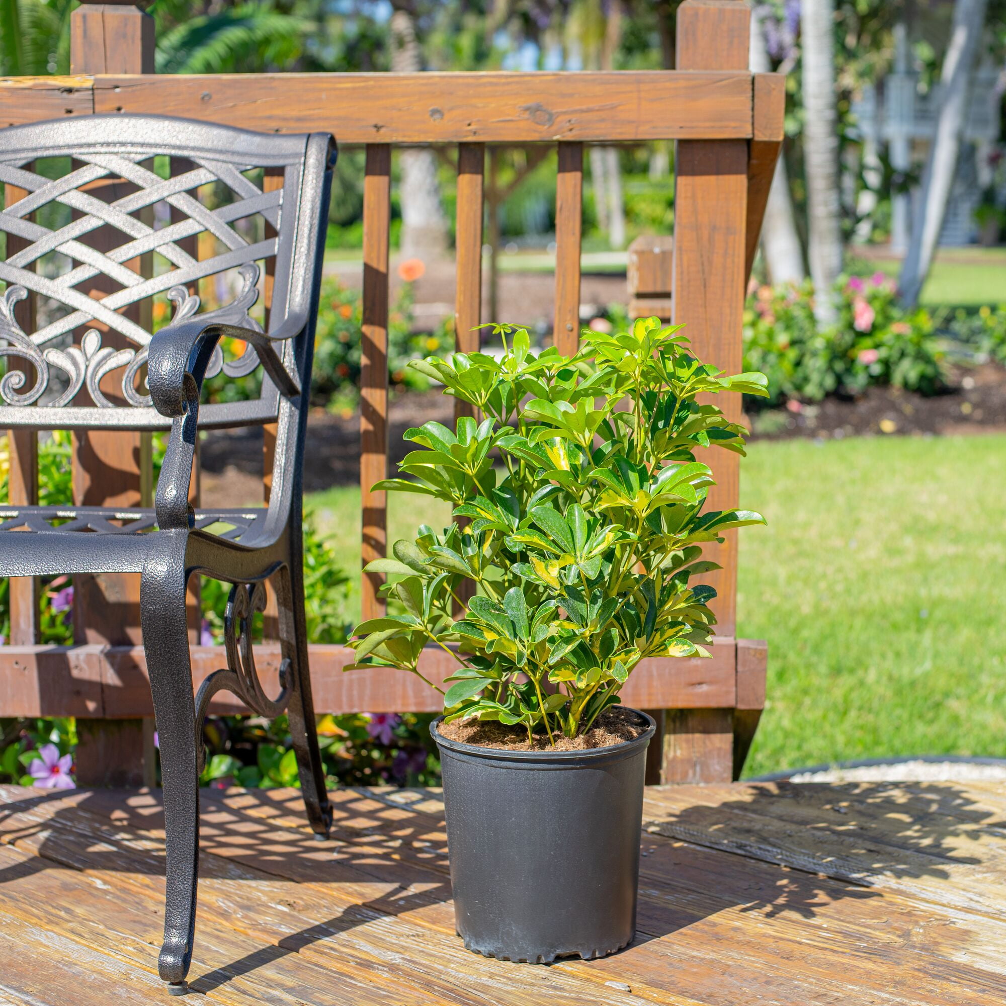 Costa Farms Live Indoor 2ft Schefflera Capella, Grower Pot