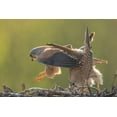 thumbnail image 2 of Li, Min 18x13 White Modern Wood Framed Museum Art Print Titled - Kestrel Mating, 2 of 4