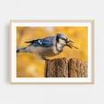 thumbnail image 2 of Blue Jay grabbing a peanut - Photography Bird Wildlife Nature Animal Autumn Woodland Scenic Unframed Wall Art Print 36 x 48 inches, 2 of 7