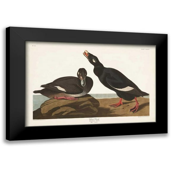 Audubon, John James 14x11 Black Modern Framed Museum Art Print Titled - Pl 247 Velvet Duck