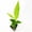 1 Plant, variant on Pinstripe Ginger - 1 Live Starter Plant - Alpinia Formosana- Bold Tall Layered Striking Outdoor