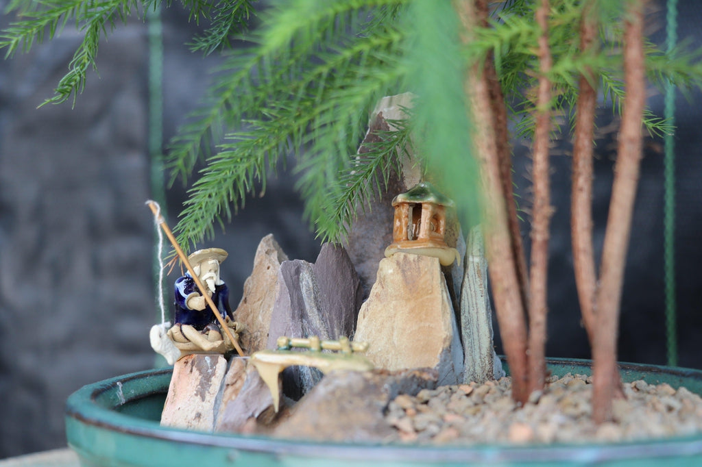 Norfolk Island Pine Bonsai 3 Tree Forest Walmart Com Norfolk Island Pine Bonsai 3 Tree Forest Walmart Com
