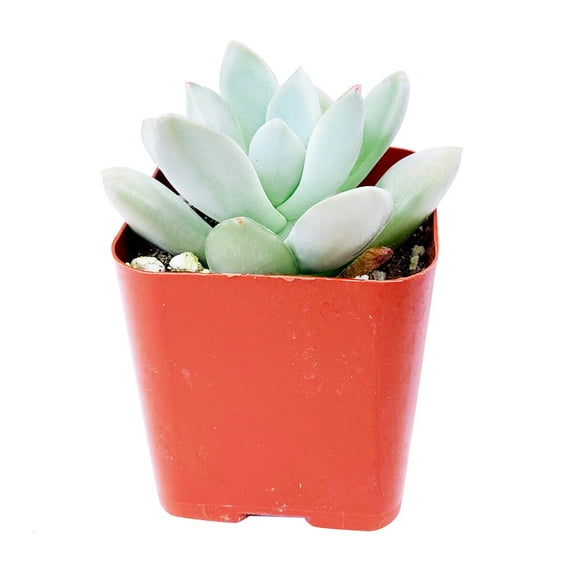 Pachyveria Haagei Succulent (2"  Plastic Pot) - Tiny, Lovely, Easy to Care Succulent for Beginners - Live Healthy Succulent for Home Office