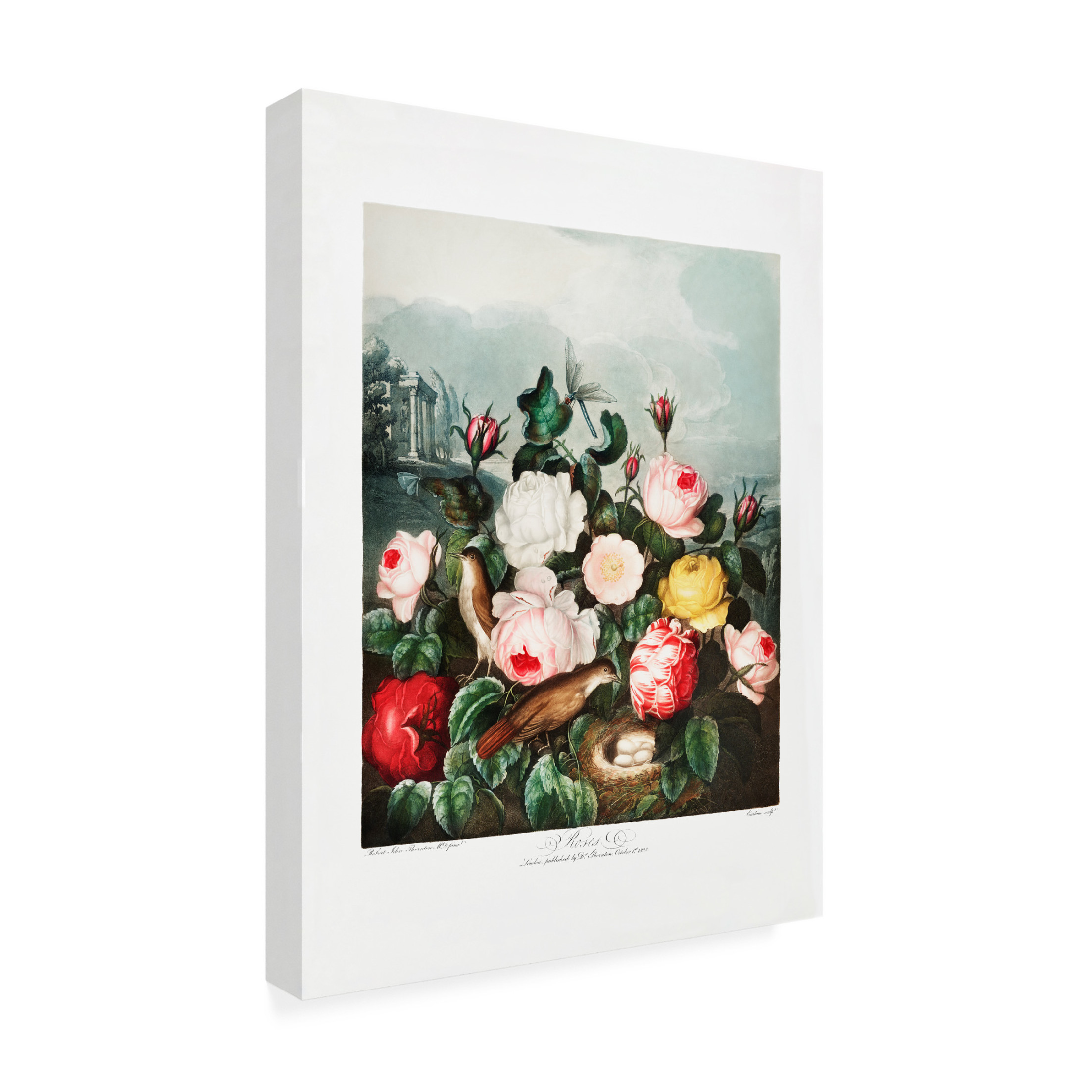 Trademark Fine Art Pictufy Roses from The Temple of Flora 1807 Canvas Wall Art