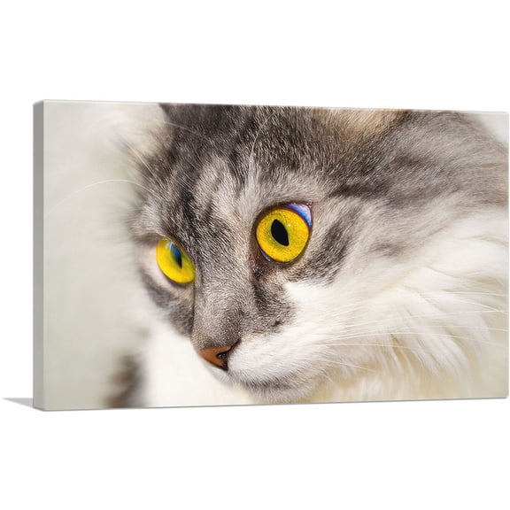 ARTCANVAS Persian Cat Home decor Canvas Art Print - Size: 12" x 8" (0.75" Deep)