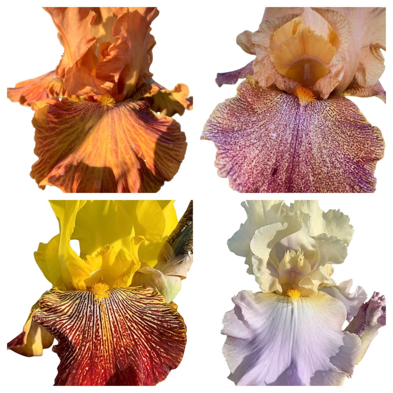 4 Tall Bearded Irises - Iris 4 Combo Pack - Tall Bearded ...