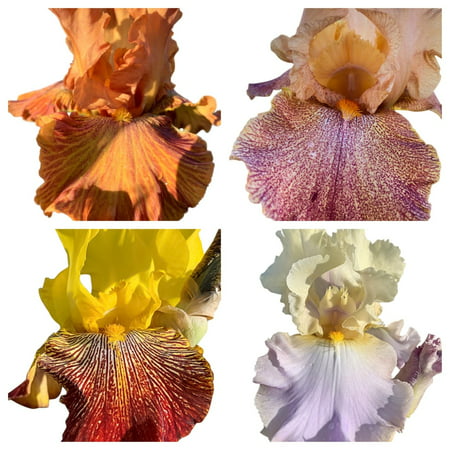 4 Tall Bearded Irises - Iris 4 Combo Pack - Tall Bearded Iris Rhizomes Fragrant Blooms