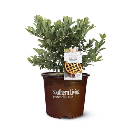 Southern Living Blueberry Bless Your Heart Live Shrub in 2-Gallon Grower Pot