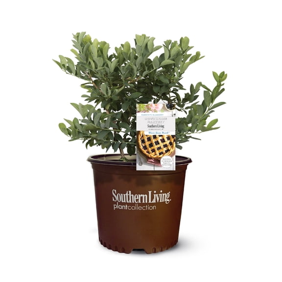 Southern Living Blueberry Bless Your Heart Live Shrub in 2-Gallon Grower Pot