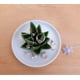thumbnail image 3 of soporte para anillos de aloe vera, bandeja para anillos de cactus, soporte para joyas, bandeja para guardar anillos, pendientes, collares, caja para damas y niñas, regalo de cumpleaños para damas, 3 of 5
