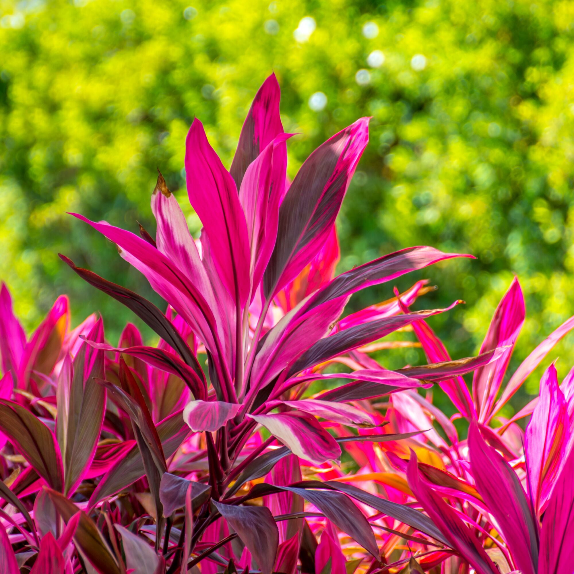 (5 pack) Island Blooms Cordyline Plant, Live Outdoor Foliage, 16-Inch Tall, 1.5-Pint Pot