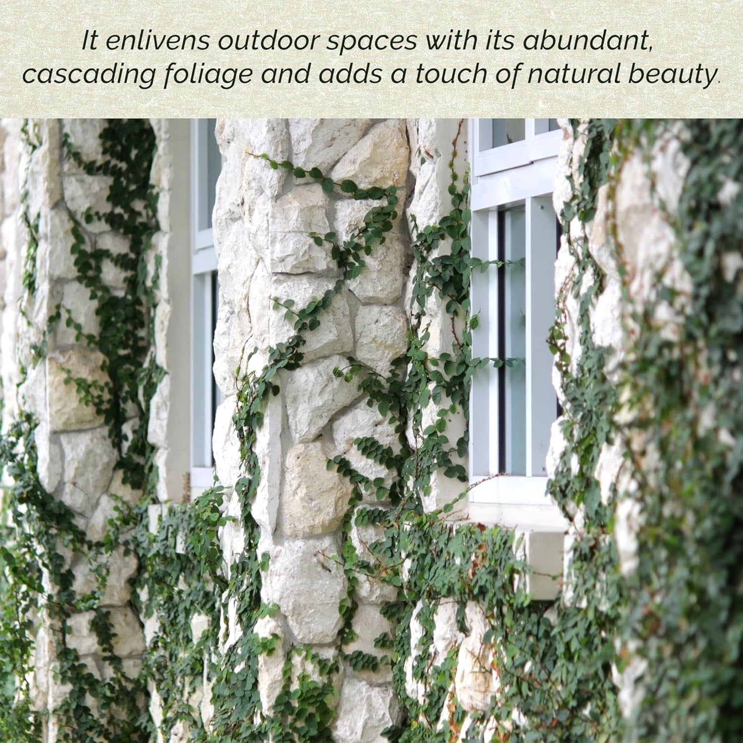 12 Ficus Repens Creeping Fig Live Plants – Starter Vines in 2.5” Nursery Cubes for Fast Coverage, Living Walls, Topiaries & Indoor/Outdoor Landscaping