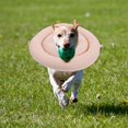 thumbnail image 4 of HLONK Soft Dog Cone Collar For Small And Medium Dogs Cats Kitten Puppy After Surgery Dog Cone Protection And Comfortable Large Pet Recovery Collar, 4 of 8