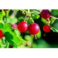 thumbnail image 3 of Red Gosseberry Bush Seedling for Growing - 1 Year Well Rooted Plants - Ready to Plant - Hinnomaki Gooseberry (1 Seedlings), 3 of 5