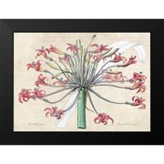 Dellal, Remy 14x11 Black Modern Framed Museum Art Print Titled - Josephines lily- After Redoute