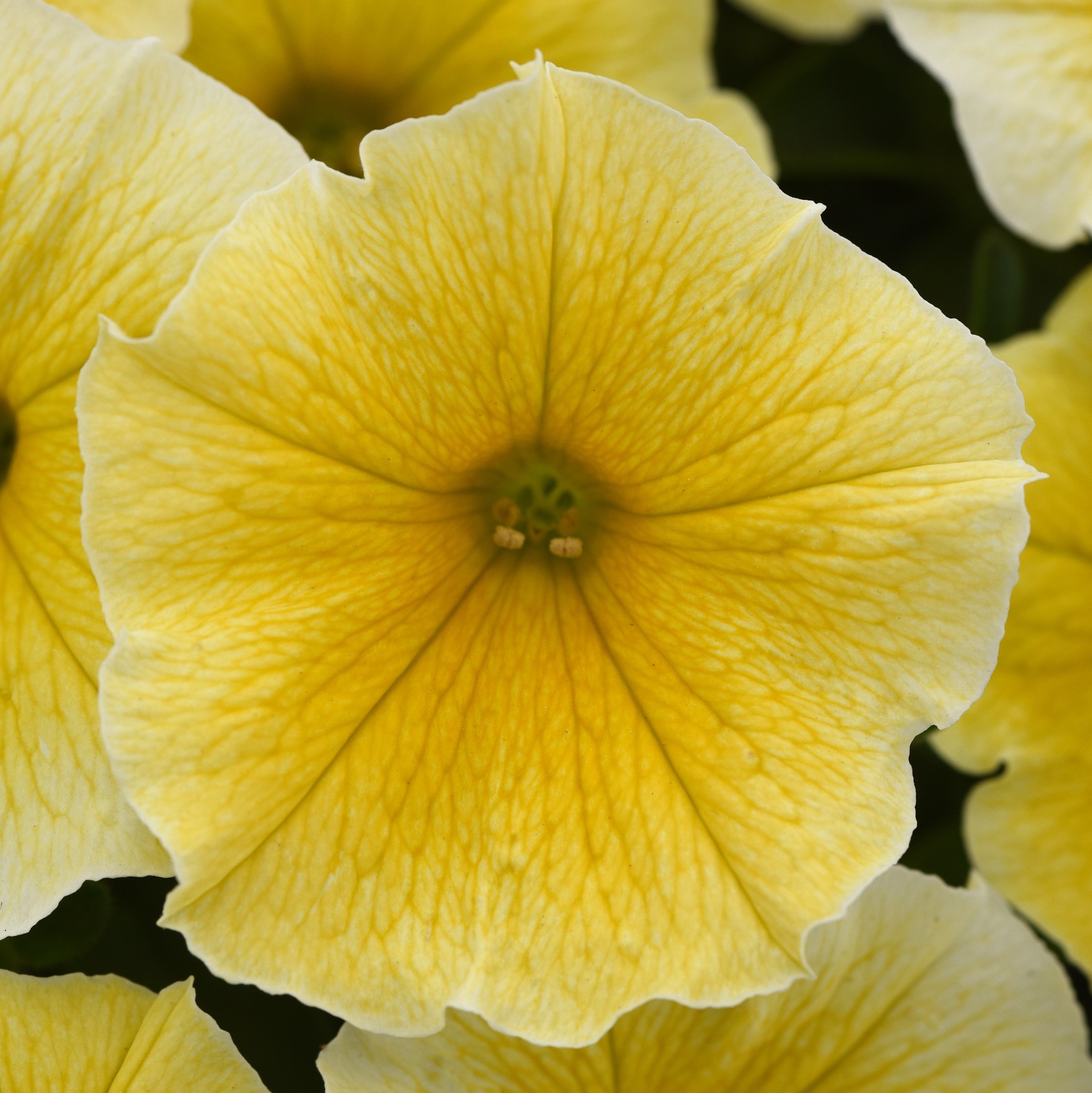 Better Homes & Gardens 2 Quart Yellow Or Pink Petunia Annual Flowers Live Plants