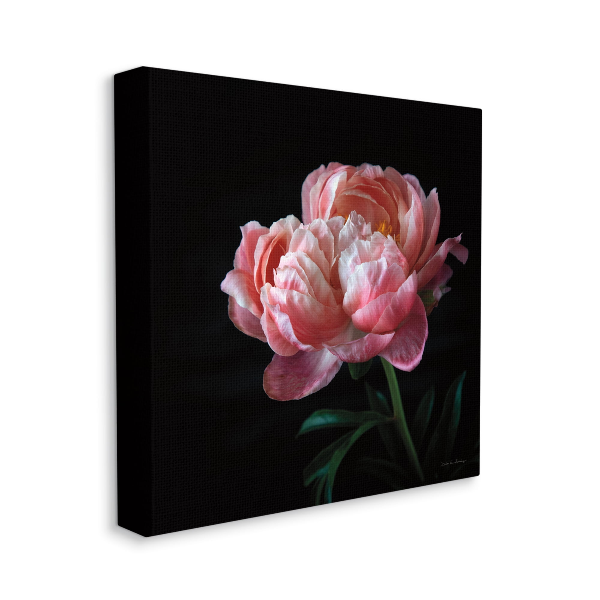 Stupell Industries Dark Rose Photography Botanical & Floral Photography Gallery Wrapped Canvas Art Print Wall Art, 30 x 30