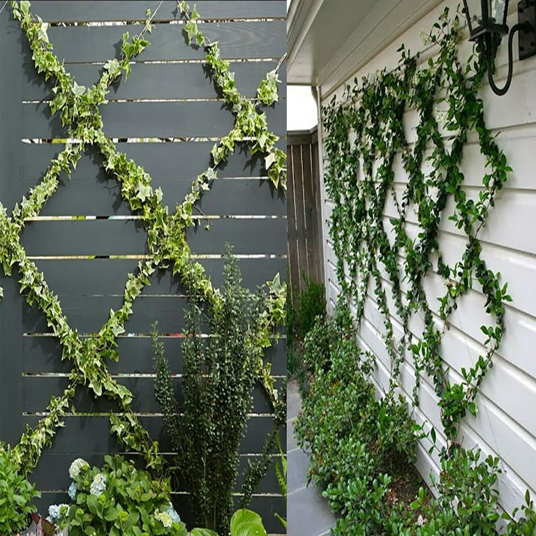 Wall Wire Trellis Kit Stainless Steel Wire Trellis Kit - 20-Set Espalier  System For Climbing Plants & Garden Walls Wall Trellis