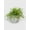 Rhipsalis4, variant on Rhipsalis Cashero Mistletoe Cactus - Live Air-Purifying Indoor Plant in Nursery Pot – Easy Care, Low Maintenance Houseplant for Home & Office Decor, Natural Air Cleaner, Best for Beginners (Small)