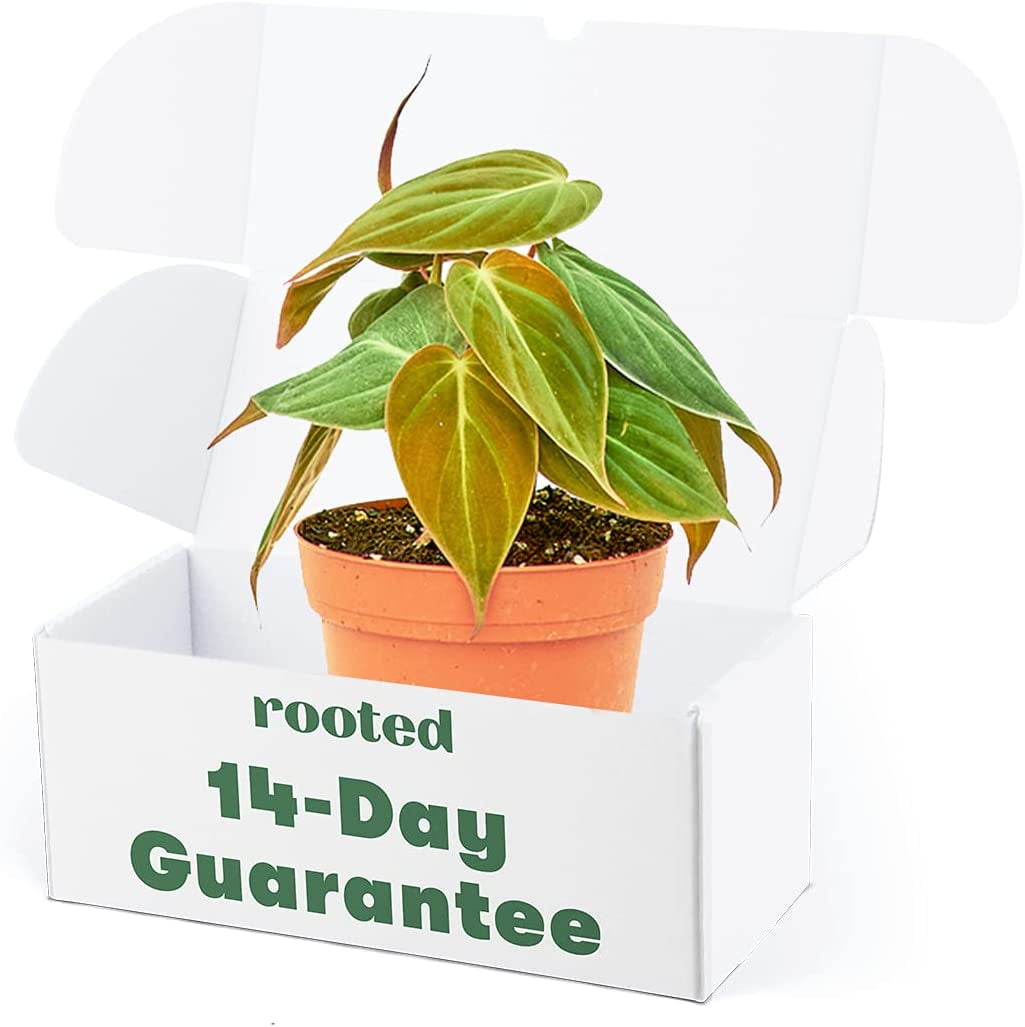 Velvet Leaf Philodendron - Philodendron Micans Live Green Plant in 4' Pot
