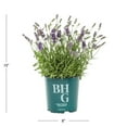 thumbnail image 4 of Better Homes & Gardens 2QT Vintro Lavender Live Perennial Plant Sun 3 -Pack, 4 of 5