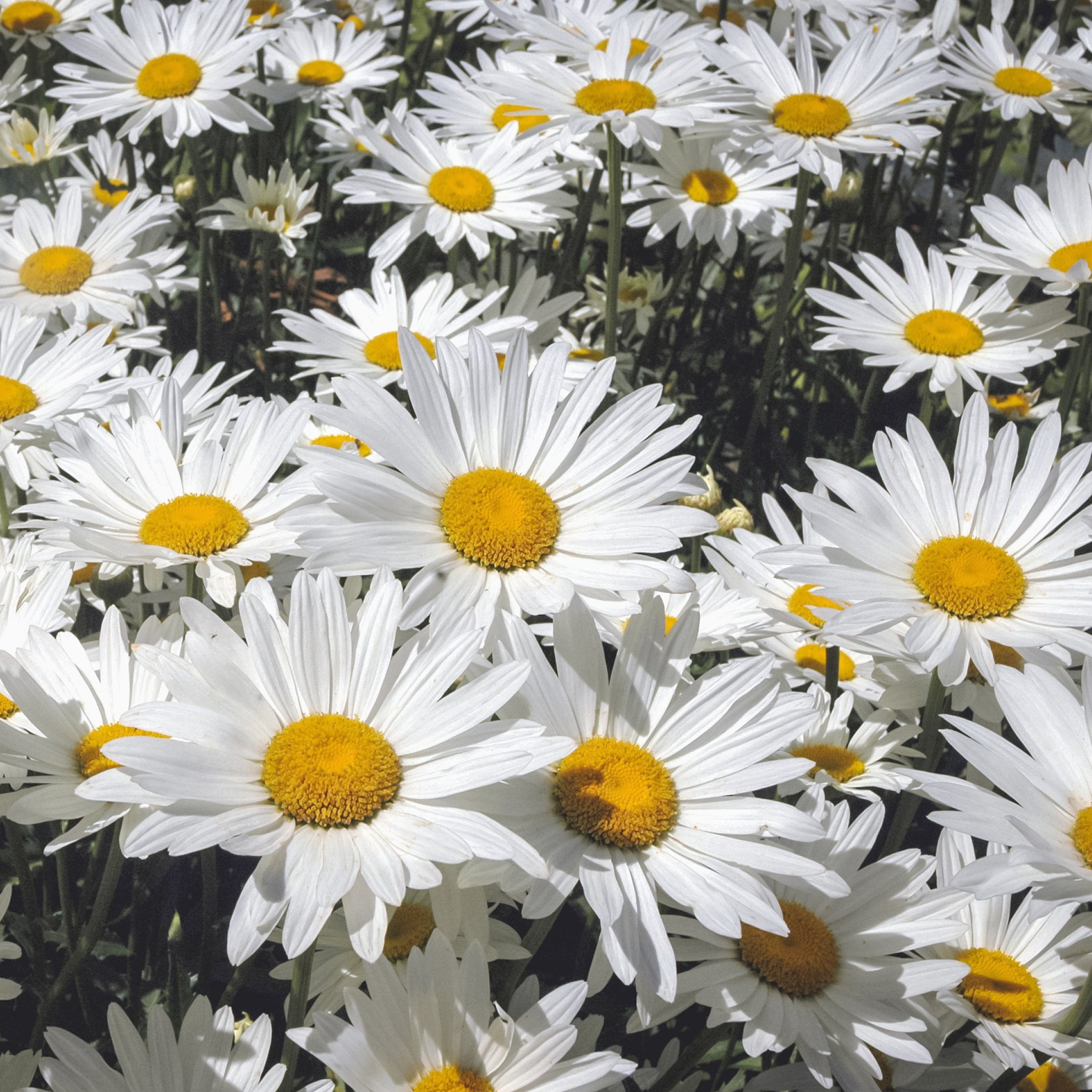National Plant Network 1 gal. Shasta Daisy Alaska Perennial Plant (8-Pack)