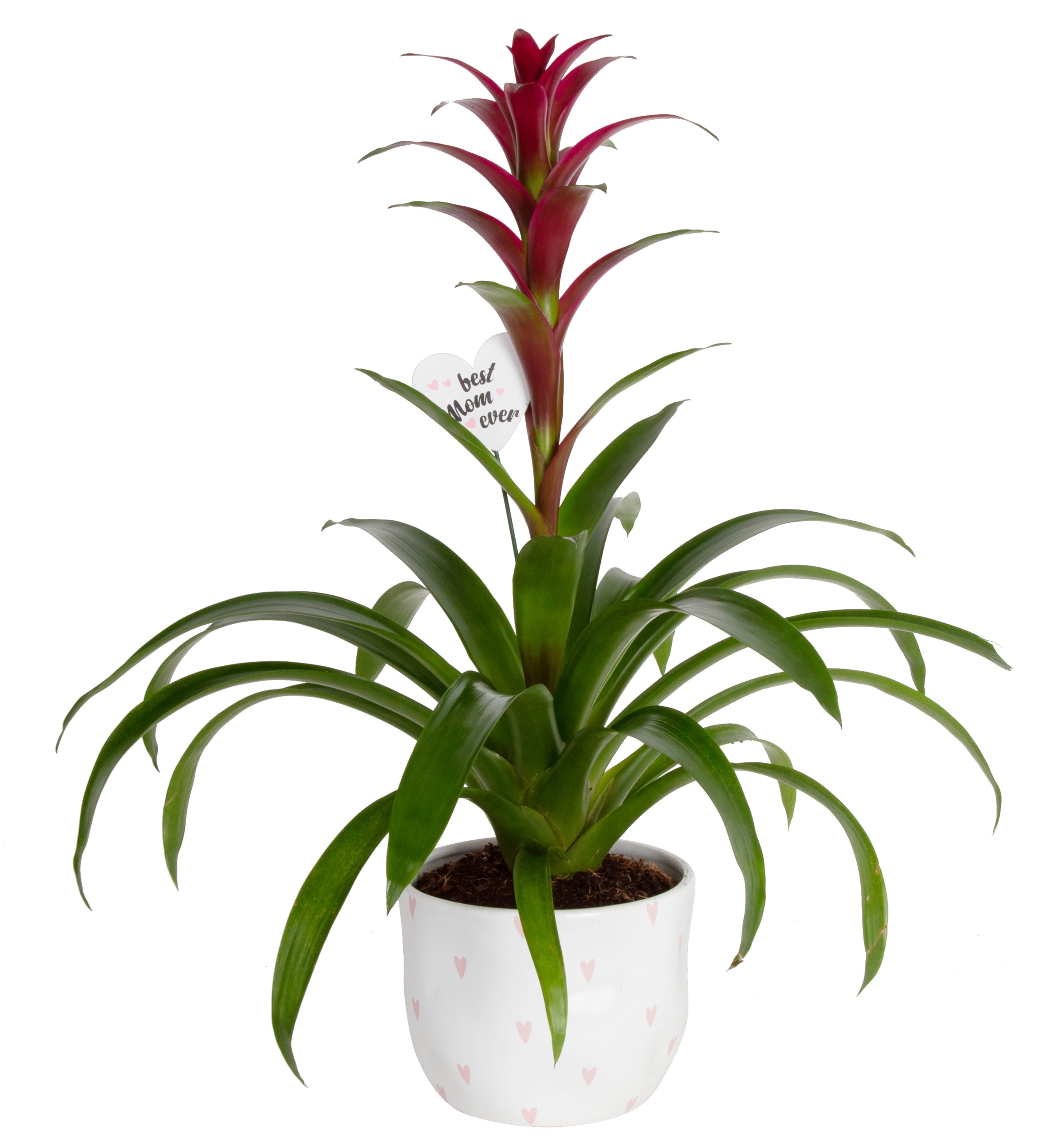 fern cactus & small plant 38 c Shell planter for orchid 