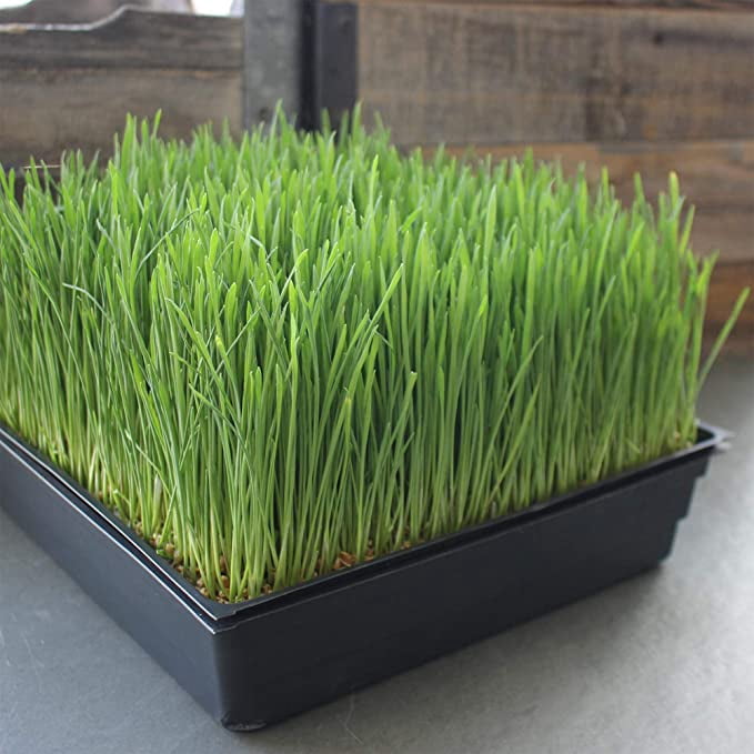 BeGrit Seedling Trays 5-Pack 15x12 inch Mesh Bottom Tray Plastic Plant Trays for Microgreens,Soil Blocks,Wheatgrass,Hydroponic and Fodder Systems