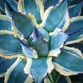 thumbnail image 3 of Bell, Jan 15x15 Black Modern Framed Museum Art Print Titled - Elegant Thorns, 3 of 5