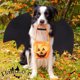 thumbnail image 1 of Disfraz de mascota con alas de murciélago para perro de Halloween con campanas de calabaza para decoraciones de fiesta de Halloween, lindo Collar para perro y gato con forma de murciélago, 1 of 6