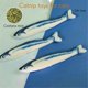 thumbnail image 2 of 3 Pack Cat Toys Saury Fish,Cat Chew Toy Catnip Toys for Indoor Cats, 2 of 5