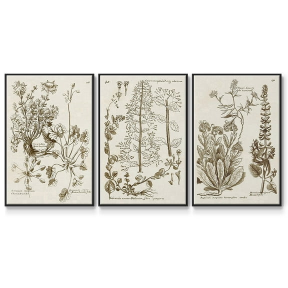 Sepia Botanical Journal IV - Framed Premium Gallery Wrapped Canvas L Frame 3 Piece Set - Ready to Hang